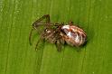 Phonognatha_ZZ621_D7860_Z_88_North Stradbroke island_Australie